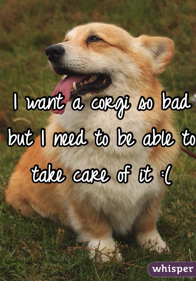 I want a corgi so bad but I need to be able to take care of it :(