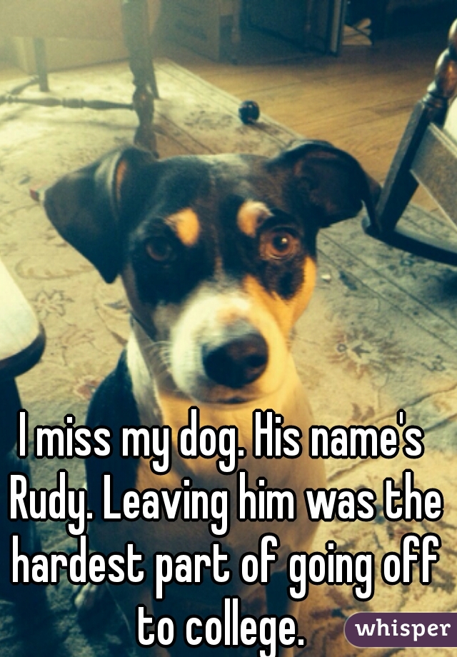 I miss my dog. His name's Rudy. Leaving him was the hardest part of going off to college. 
