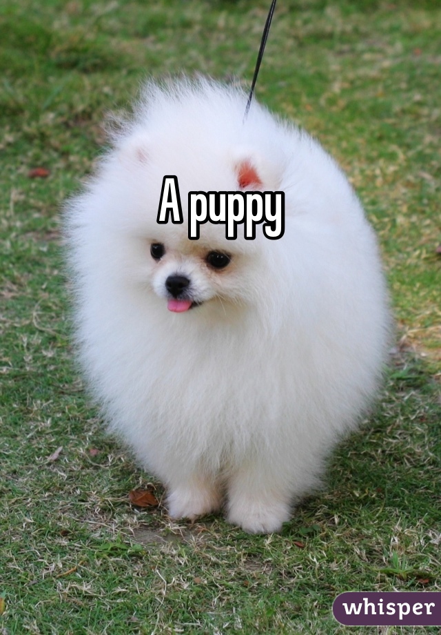 A puppy 