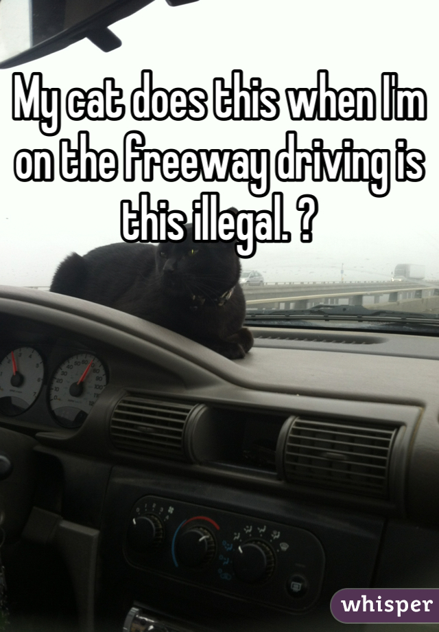 My cat does this when I'm on the freeway driving is this illegal. ?