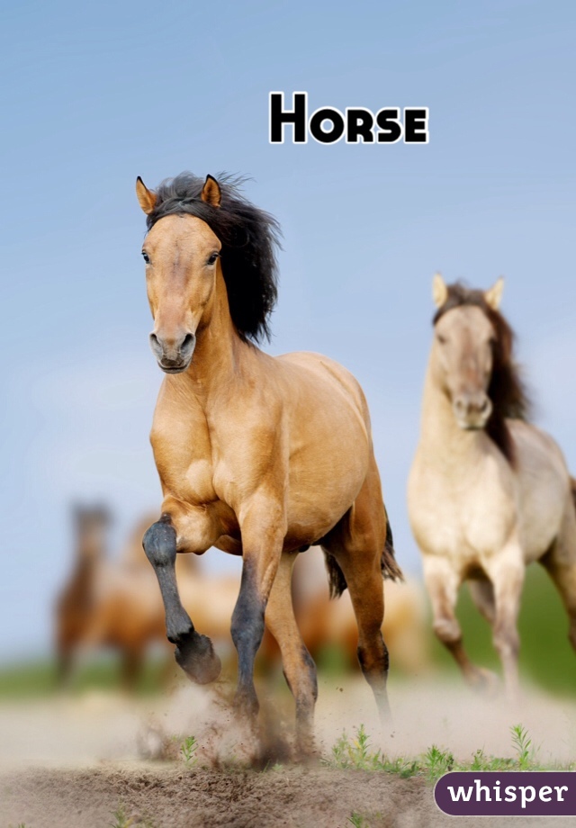 Horse
