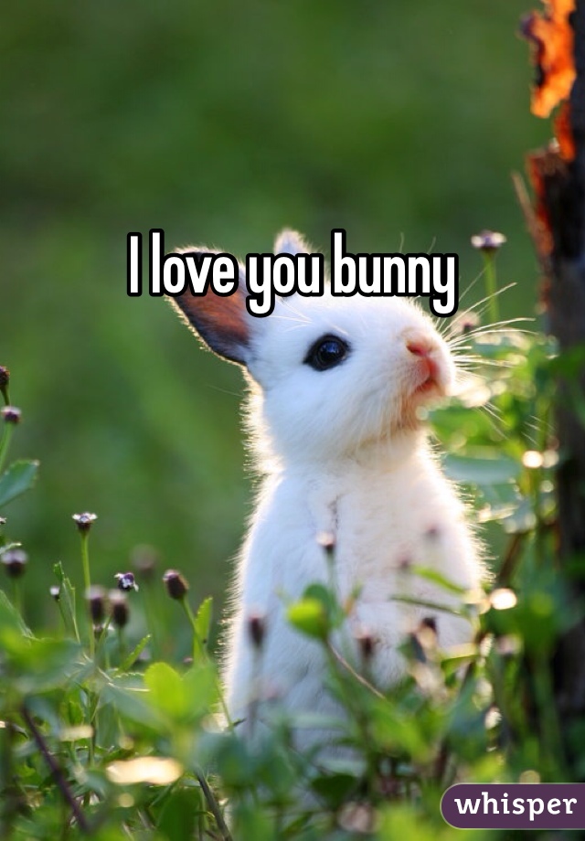 I love you bunny