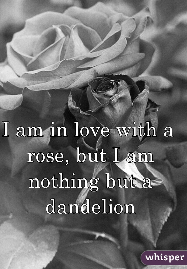 I am in love with a rose, but I am nothing but a dandelion