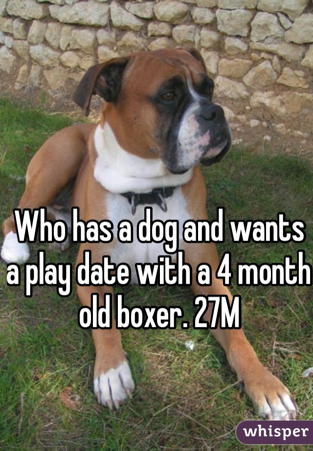 Who has a dog and wants a play date with a 4 month old boxer. 27M