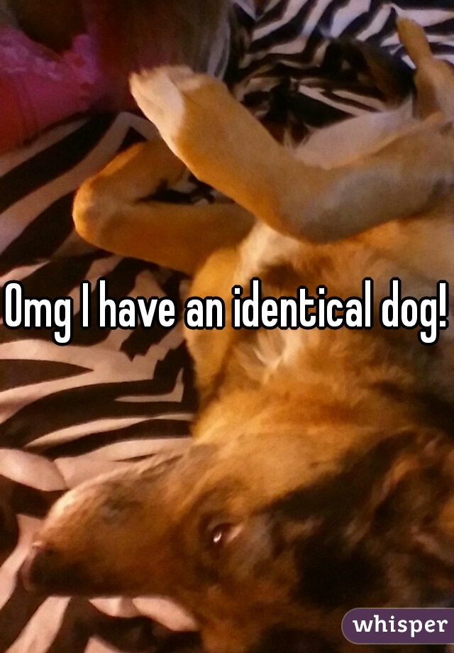Omg I have an identical dog!