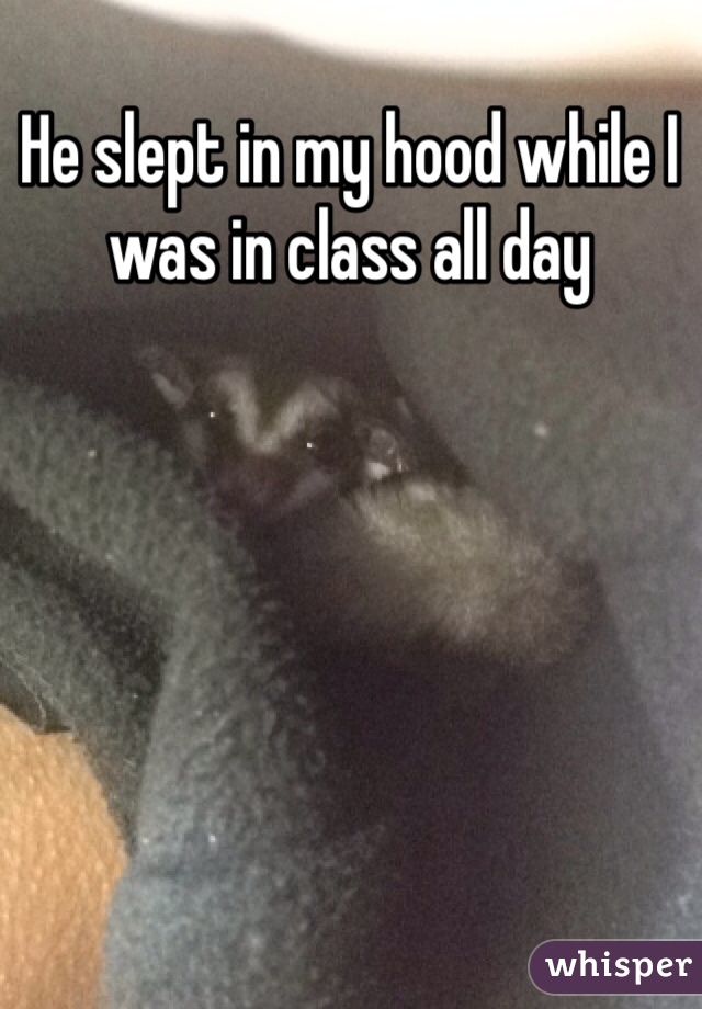He slept in my hood while I was in class all day 