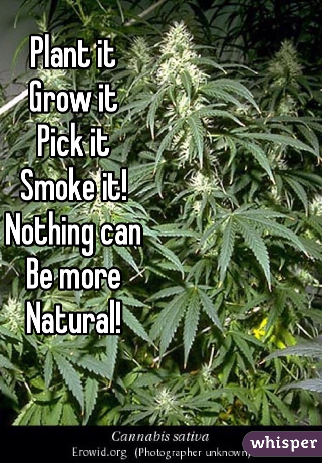 Plant it
Grow it
Pick it
Smoke it!
Nothing can
Be more
Natural!