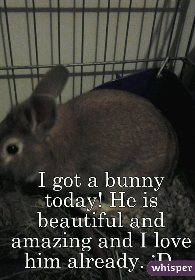  I got a bunny today! He is beautiful and amazing and I love him already. :D 