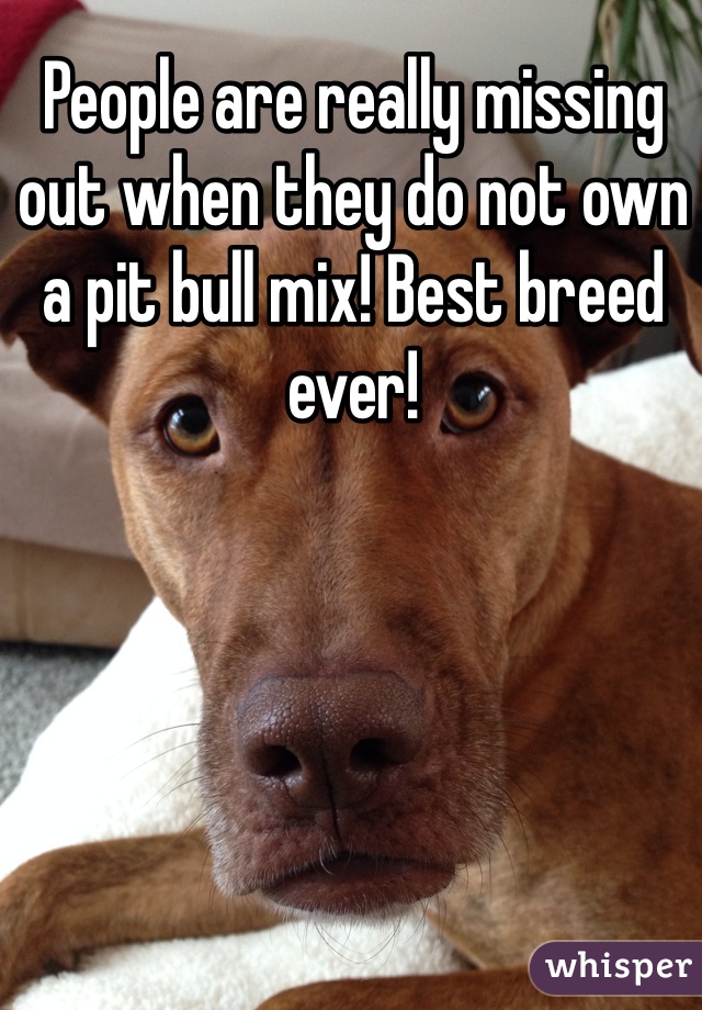 People are really missing out when they do not own a pit bull mix! Best breed ever!