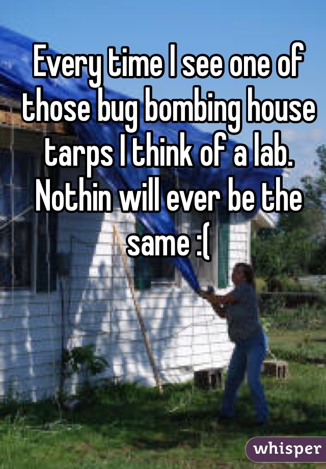Every time I see one of those bug bombing house tarps I think of a lab. Nothin will ever be the same :(