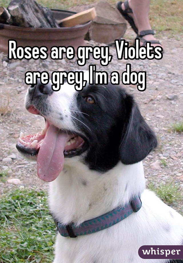 Roses are grey, Violets are grey, I'm a dog