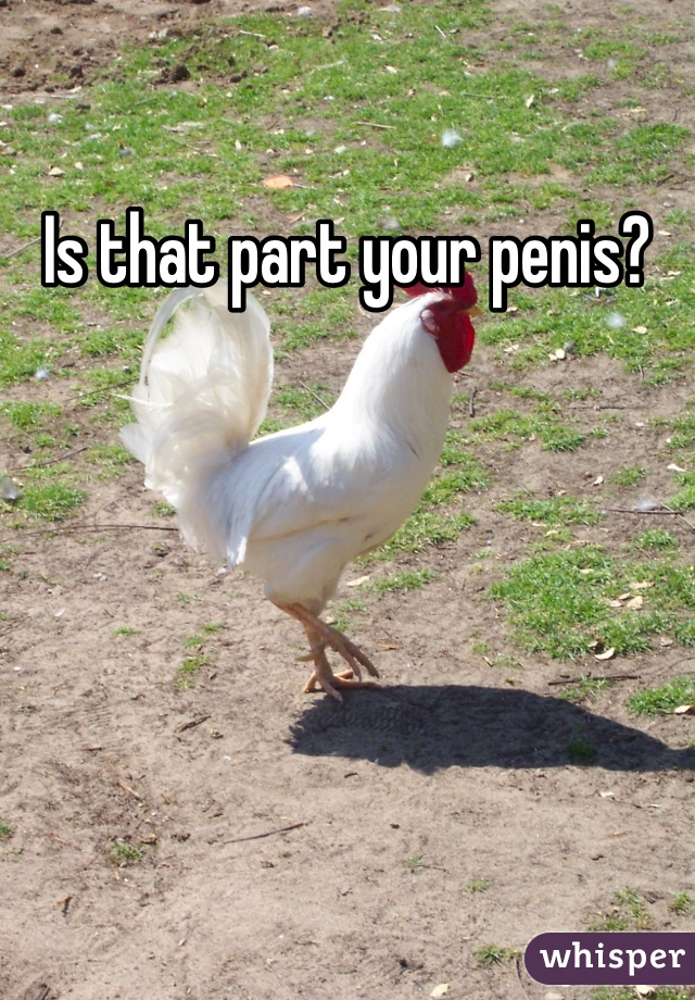 Is that part your penis?