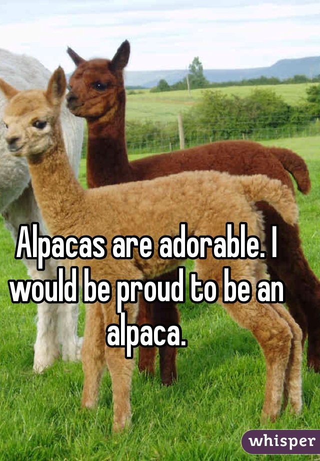 Alpacas are adorable. I would be proud to be an alpaca. 