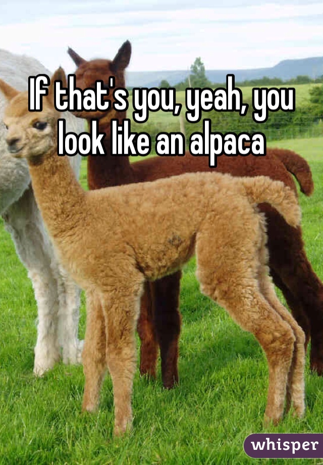 If that's you, yeah, you look like an alpaca