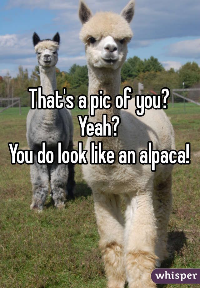 That's a pic of you?
Yeah?
You do look like an alpaca!