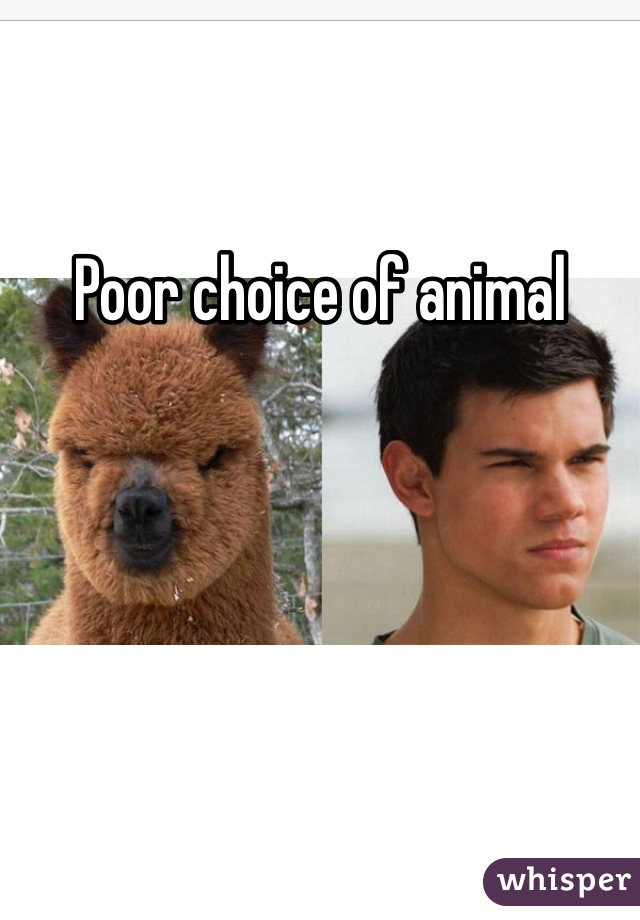 Poor choice of animal