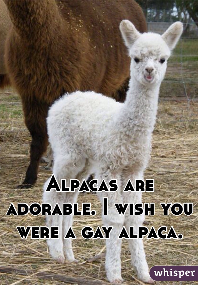 Alpacas are adorable. I wish you were a gay alpaca. 