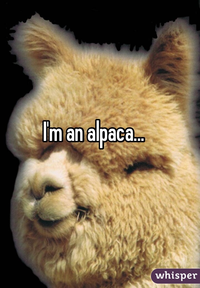 I'm an alpaca...