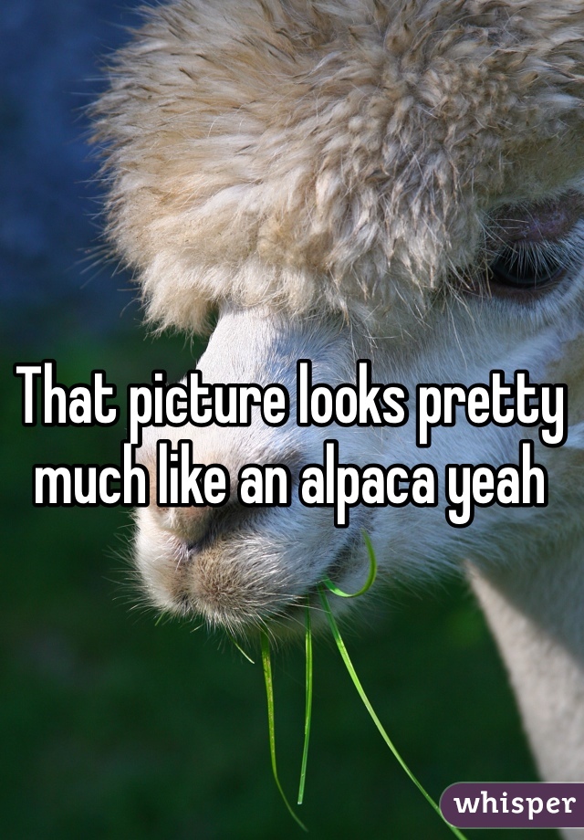 That picture looks pretty much like an alpaca yeah