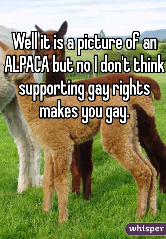 Well it is a picture of an ALPACA but no I don't think supporting gay rights makes you gay. 