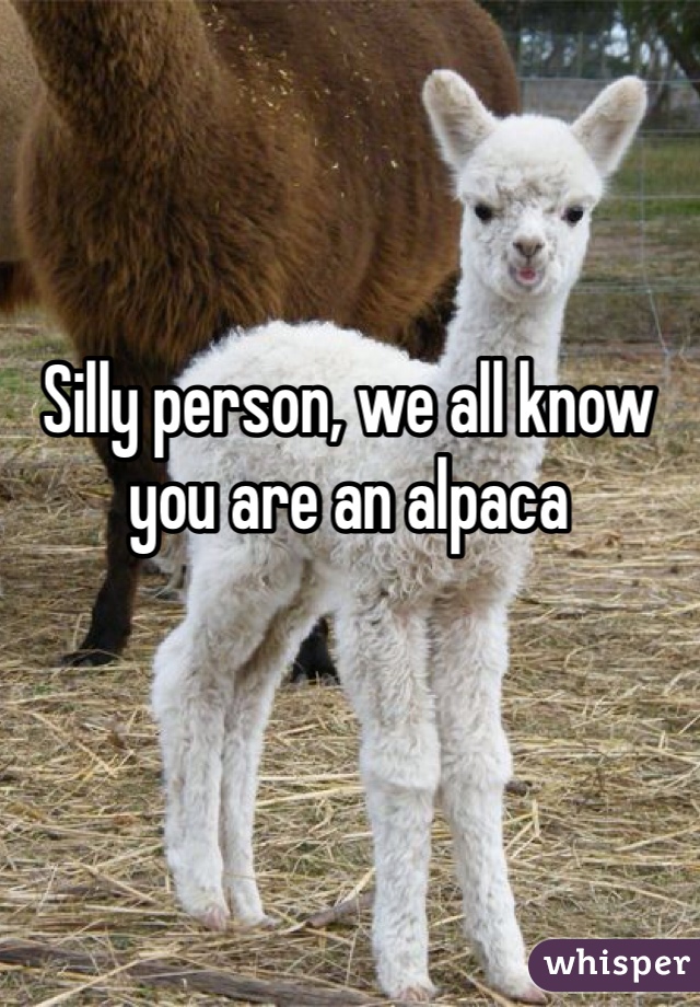 Silly person, we all know you are an alpaca 