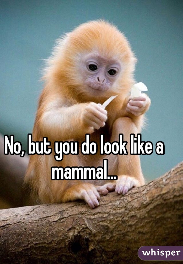 No, but you do look like a mammal...