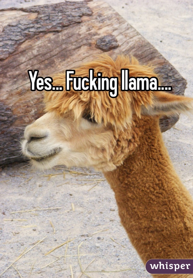 Yes... Fucking llama....