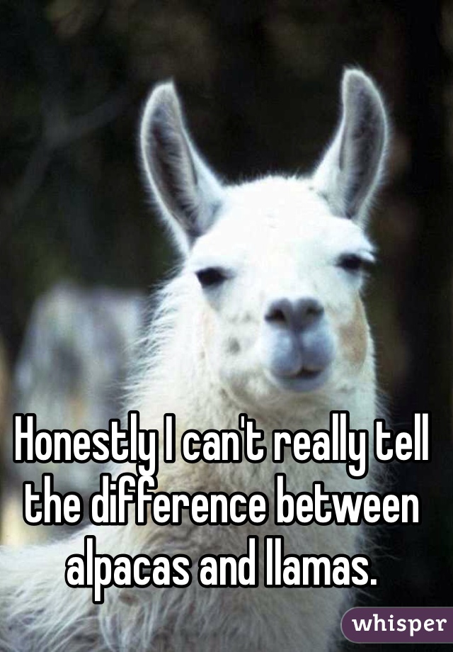 Honestly I can't really tell the difference between alpacas and llamas. 