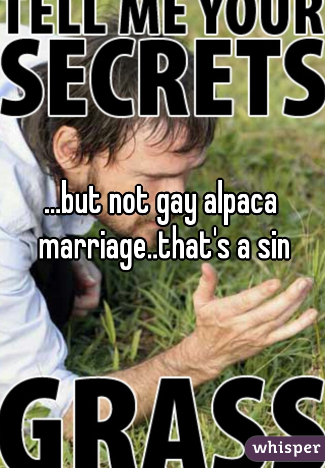 ...but not gay alpaca marriage..that's a sin