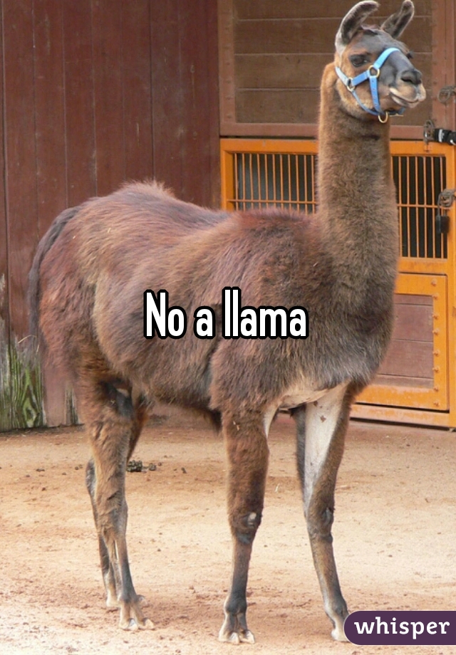 No a llama