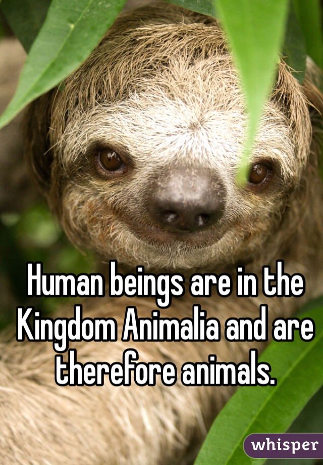 Human beings are in the Kingdom Animalia and are therefore animals. 