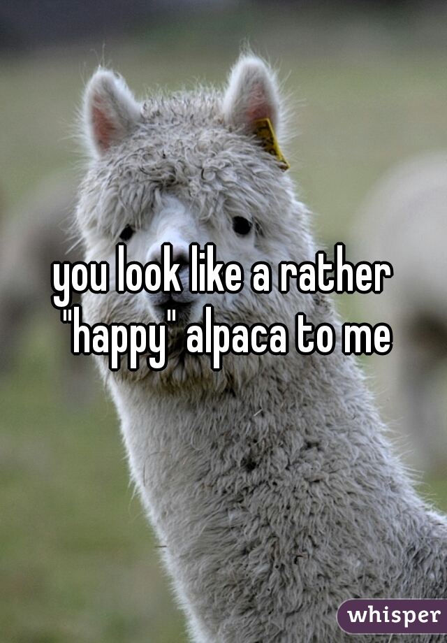 you look like a rather "happy" alpaca to me