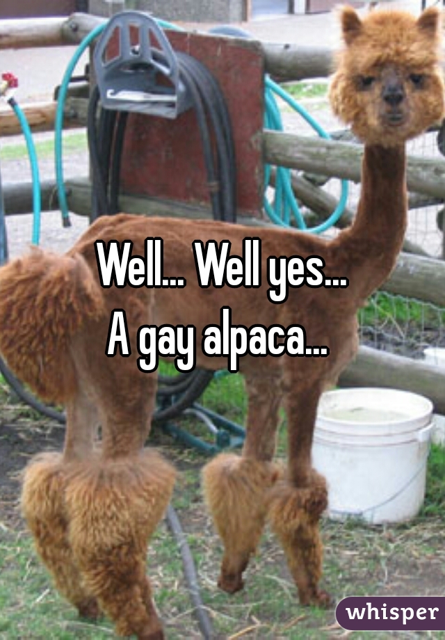 Well... Well yes...
A gay alpaca... 