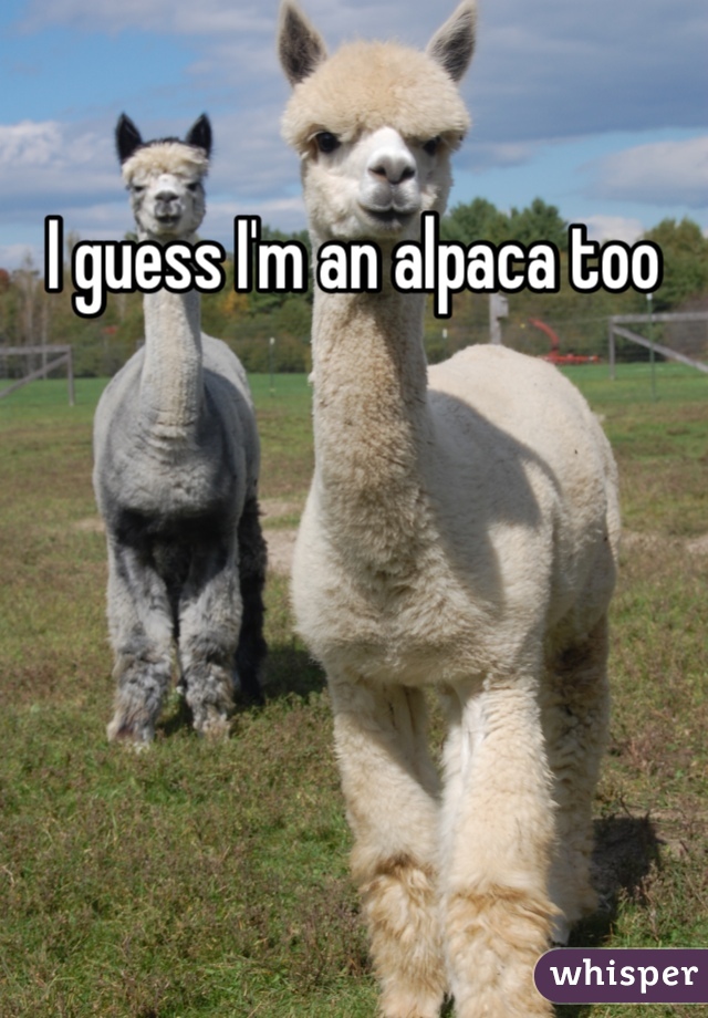 I guess I'm an alpaca too