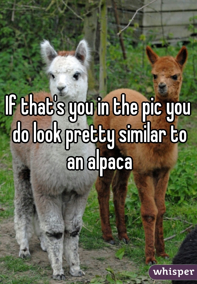 If that's you in the pic you do look pretty similar to an alpaca