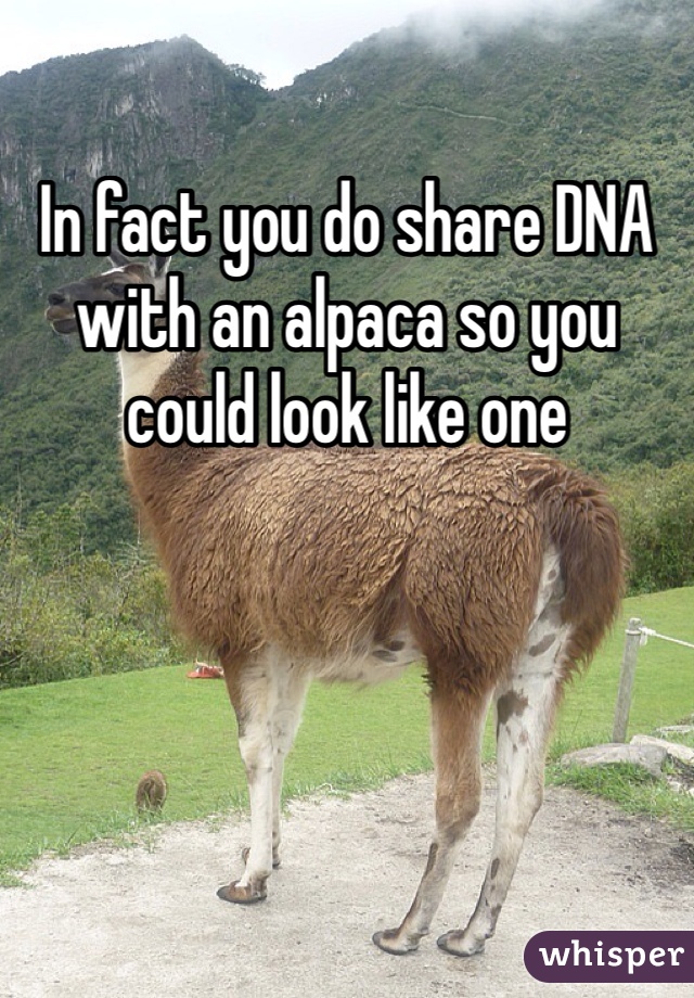 In fact you do share DNA with an alpaca so you could look like one