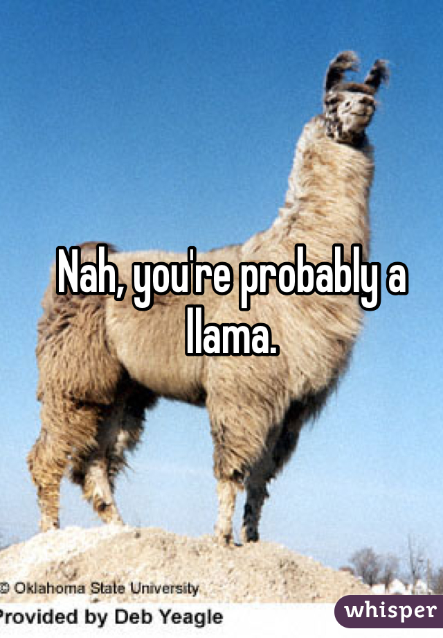 Nah, you're probably a llama. 