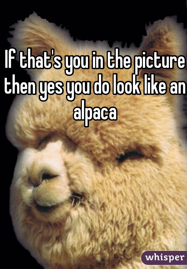 If that's you in the picture then yes you do look like an alpaca 