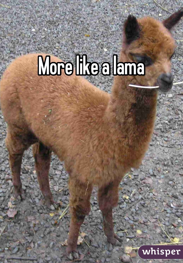 More like a lama