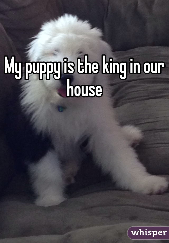 My puppy is the king in our house 