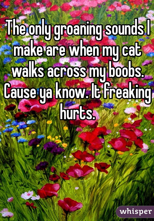 The only groaning sounds I make are when my cat walks across my boobs. Cause ya know. It freaking hurts. 