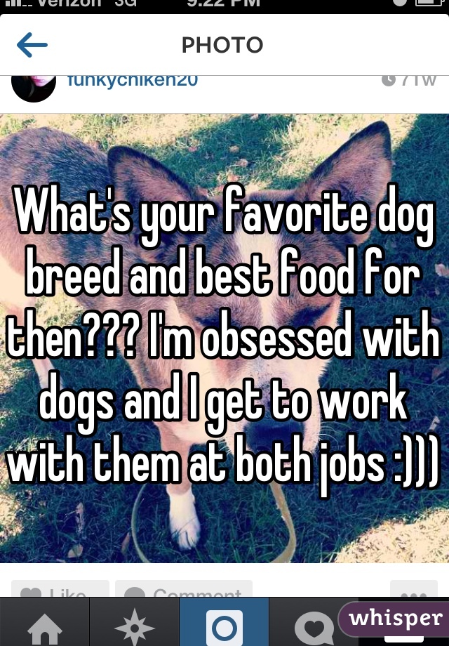 What's your favorite dog breed and best food for then??? I'm obsessed with dogs and I get to work with them at both jobs :)))