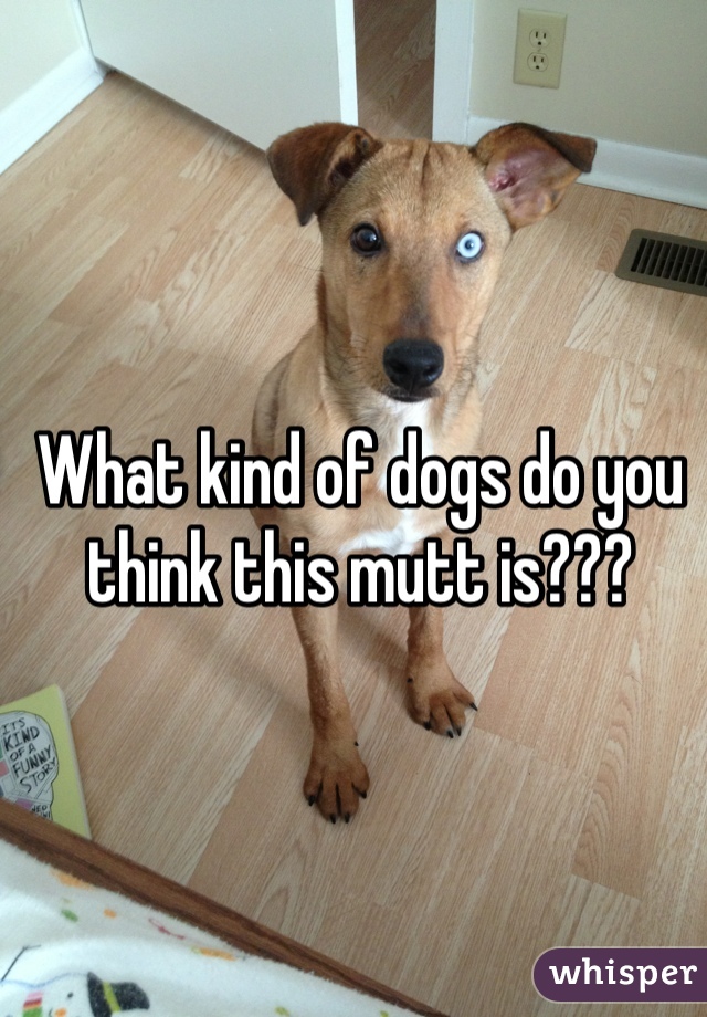 What kind of dogs do you think this mutt is???
