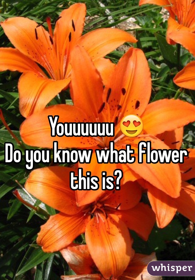 Youuuuuu 😍
Do you know what flower this is?