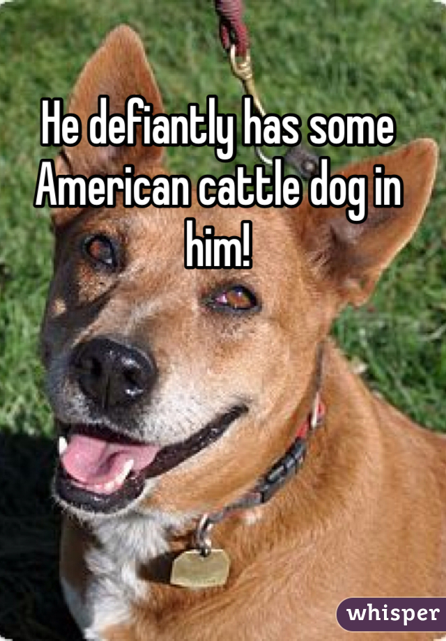 He defiantly has some American cattle dog in him! 