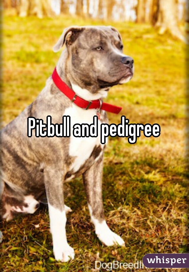 Pitbull and pedigree