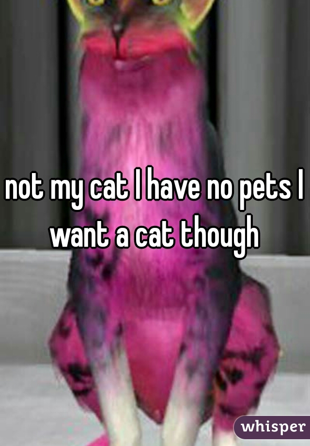 not my cat I have no pets I want a cat though 