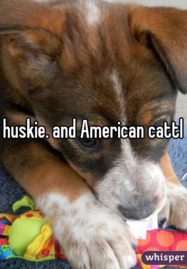 huskie. and American cattle
