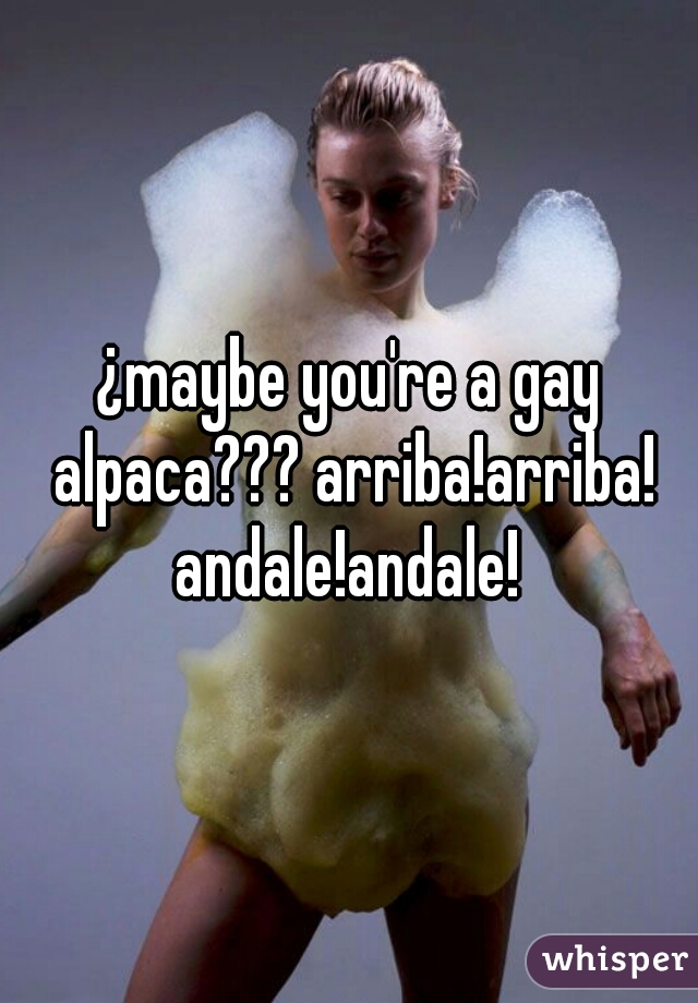 ¿maybe you're a gay alpaca??? arriba!arriba! andale!andale! 