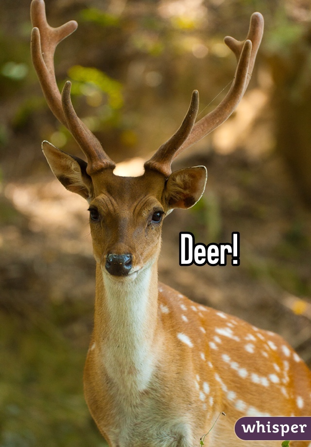 Deer!